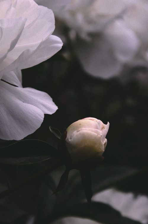 Free Delicate white peony blooms capturing serene beauty in soft focus, exuding calmness and elegance. Stock Photo