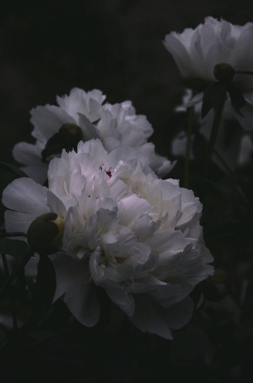Free Close-up of delicate white peonies with natural, fresh petals in Ukraine. Stock Photo