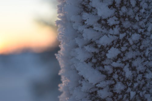 Kostnadsfri bild av december, deitails, fryst