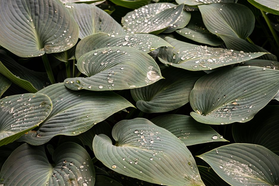 Close up of dewdrops on vibrant hosta leaves, capturing nature's beauty.