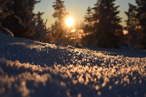 Gratis stockfoto met bomen, Bos, december