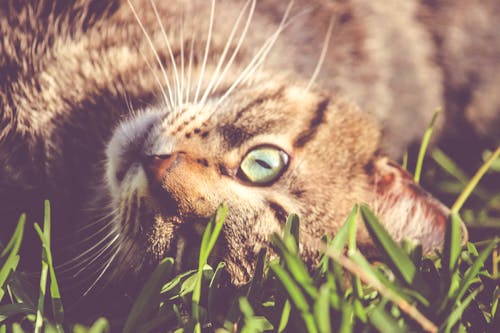 Brown Cat Laying on Grass