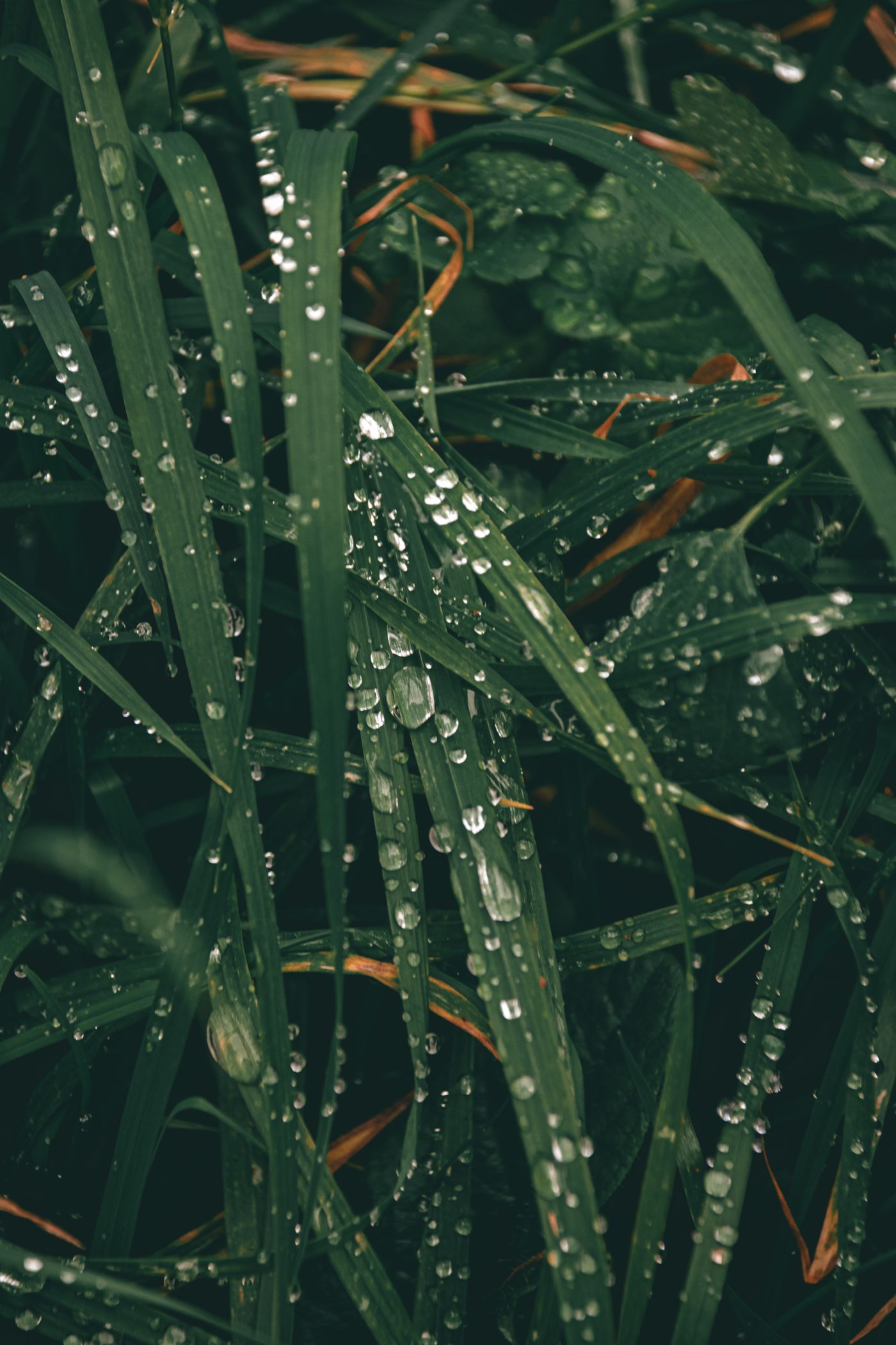 Water drops on blades of grass
