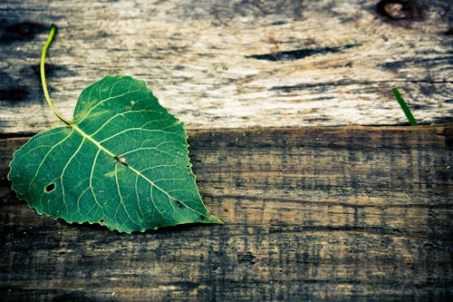 Green Leaf in Top of Brown Wooden Surface