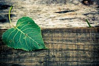 wood, leaf, green