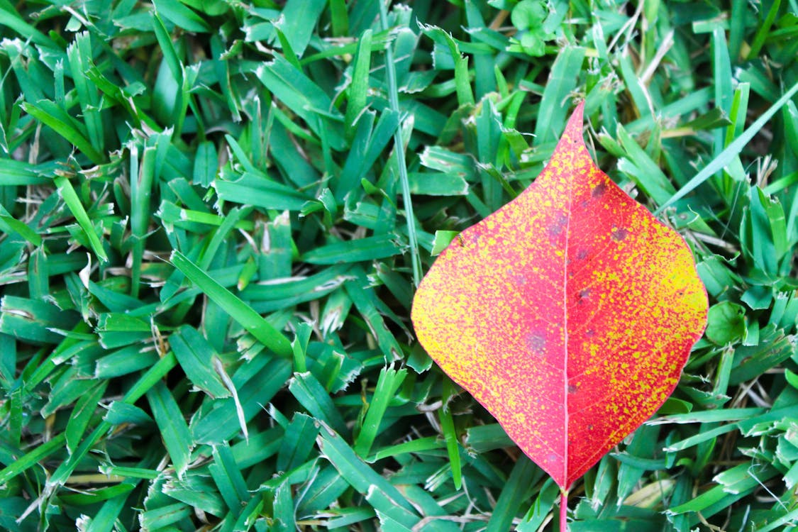 free-stock-photo-of-fall-leaf-fall-leaves-red-leaf