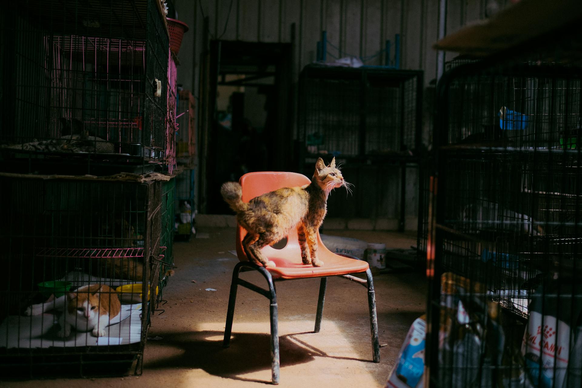 Cat Standing on Chair in Animal Shelter