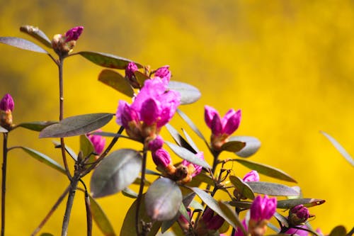 Free stock photo of purple flowers, yellow background Stock Photo