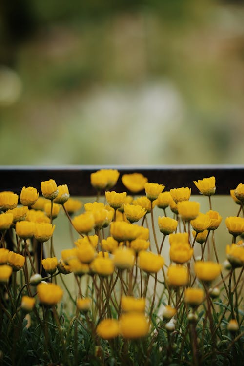 Yellow Blooming Marigold