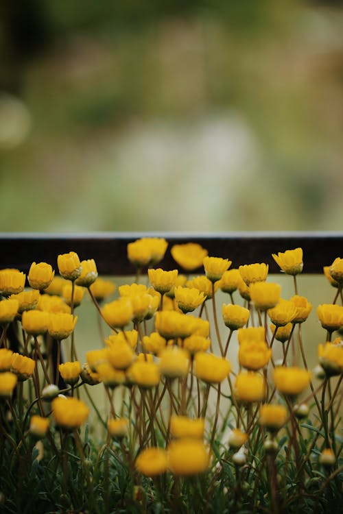 Kostnadsfri bild av blommor, blomning, rabatt