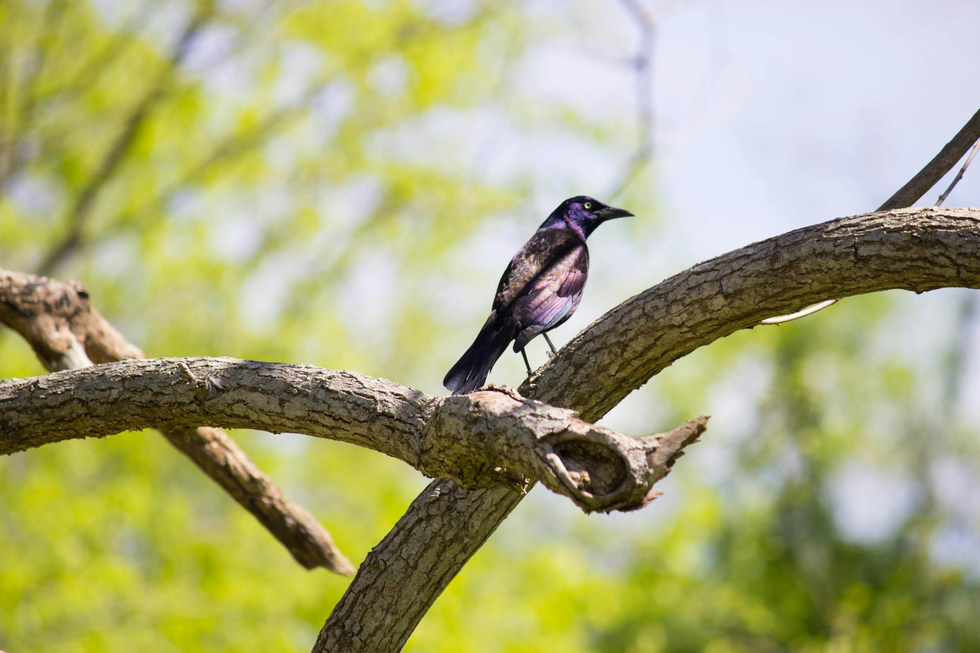 A striking purple grackle perched on a tree branch in a bright spring forest setting.