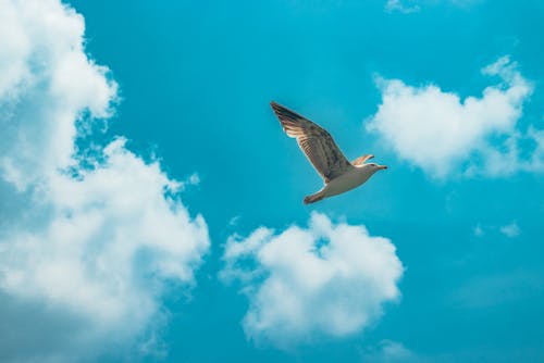 Seagull Flying in Air