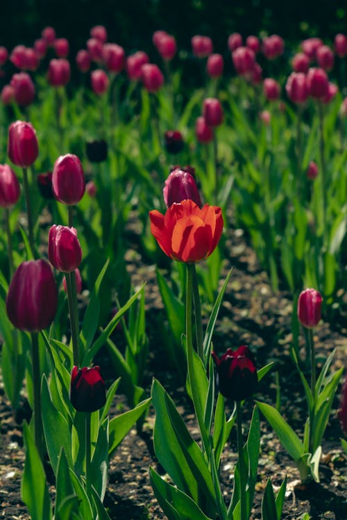 Photo of Tulips in the Field