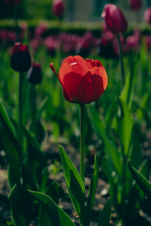 Free Close-up of a vivid red tulip in a lush green meadow during spring, showcasing selective focus. Stock Photo
