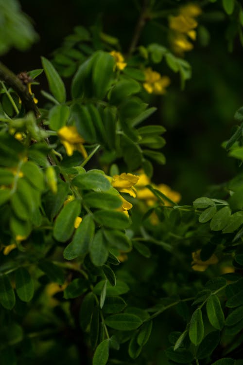 Photos gratuites de fleur de printemps, jaune, printemps