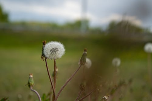 Photos gratuites de herbe, pissenlit, printemps