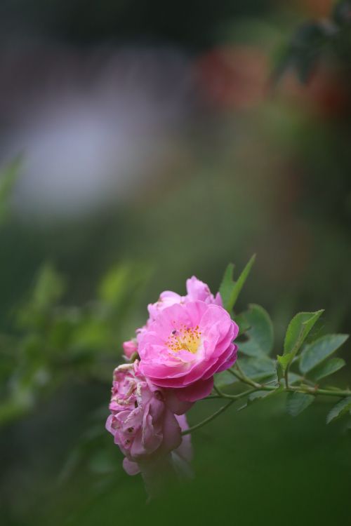 Free A vibrant close-up of a blooming pink Damask rose captured outdoors, showcasing nature's beauty and delicate petals. Stock Photo