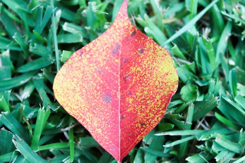 Free stock photo of fall leaf, fall leaves, red leaf Stock Photo