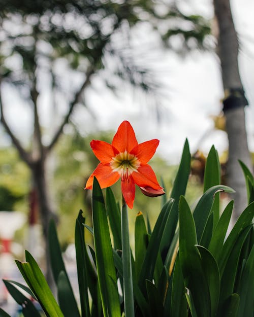 Gratis stockfoto met amaryllis, bladeren, bloeiend