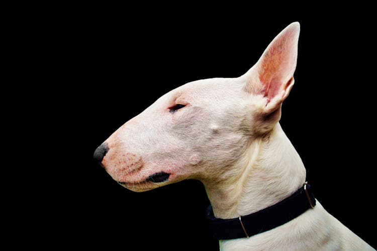 Close Up Of White Dog Head