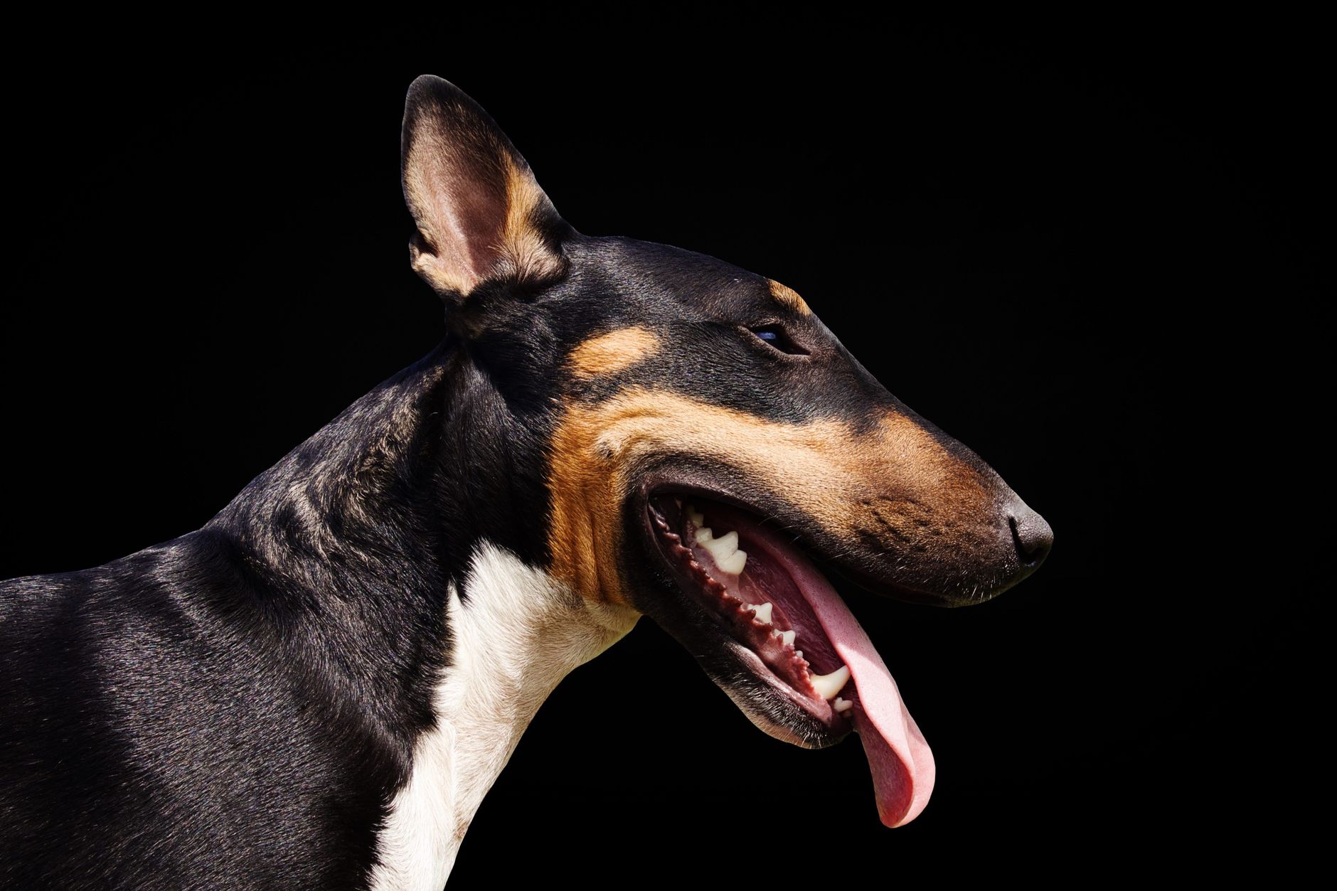 Bull Terrier