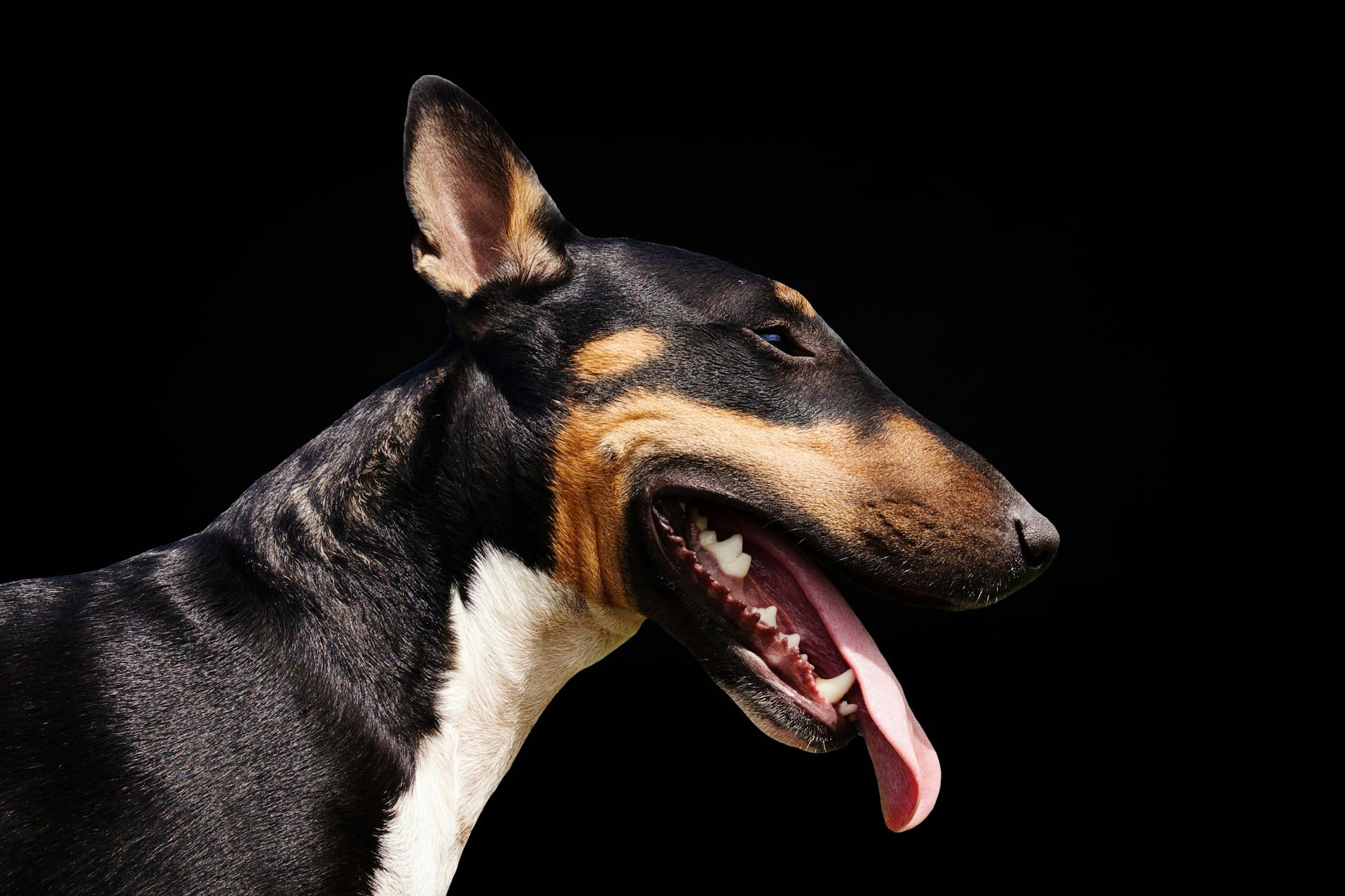 Close up of Dog Head