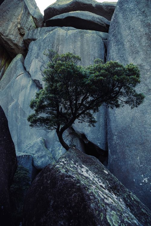 Growing Tree Name On Rocks Tree Growing at Rock Formation · Free Stock Photo