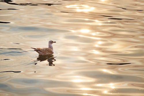 La Mouette Argentée Dans Sa Délicate Splendeur