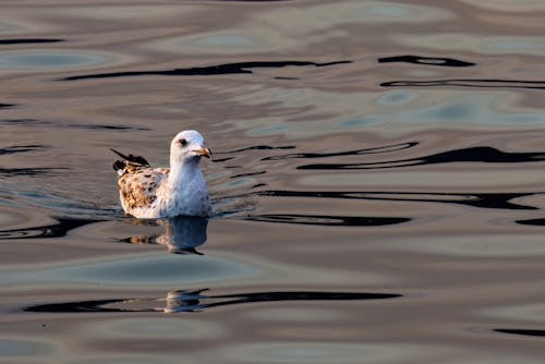 Immagine gratuita di acqua, fotografia di animali, fotografia naturalistica