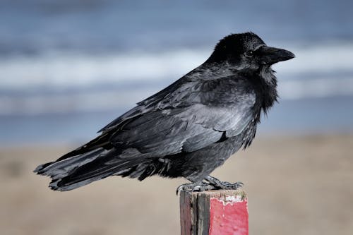 Crow on Post