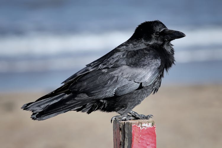 Crow On Post