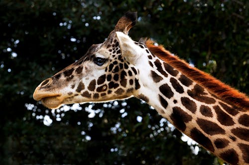 Close-up of the Head of a Giraffe
