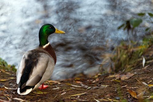 Photo of a Duck Perching by a Pond