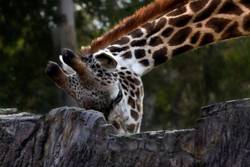 Darmowe zdjęcie z galerii z głowa zwierzęcia, ogród zoologiczny, szyja zwierzęcia