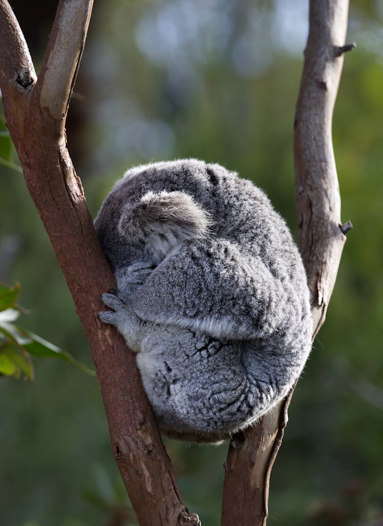 Koala Sleeping On A Tree