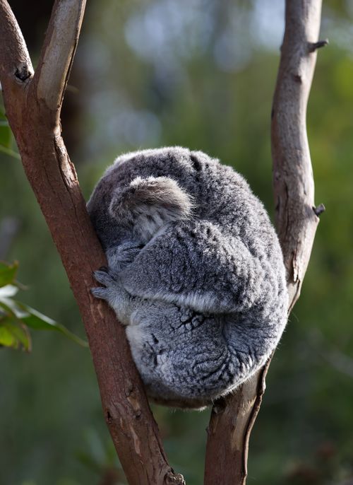 Free A koala peacefully sleeping in a eucalyptus tree, embraced by nature. Stock Photo