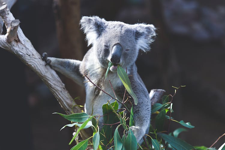 Koala Bear On Tree