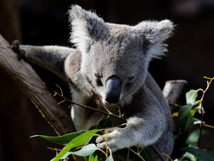 Koala Eating Eucalyptus