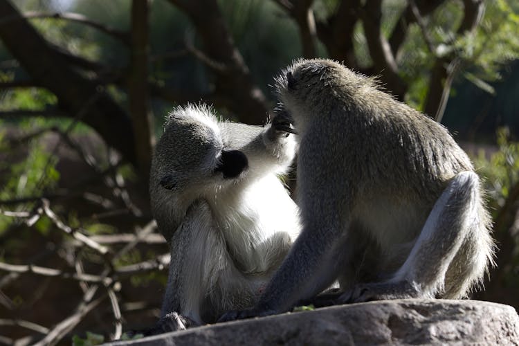 Close Up Of Monkeys