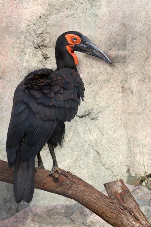 Imagine de stoc gratuită din animal, aviar, bucorvus leadbeateri