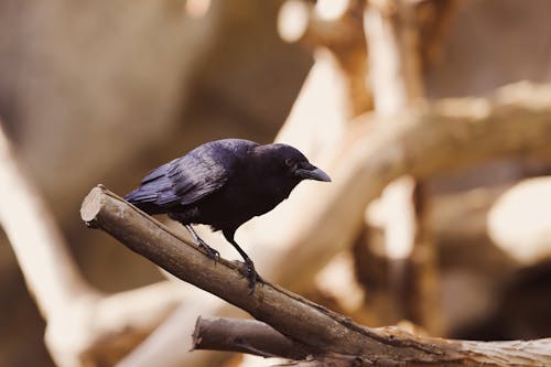 Raven Standing in a Tree Branch