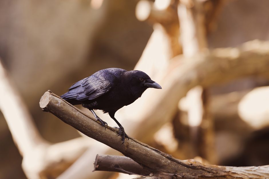 dead animal removal near me Lake Los Angeles dead animal removal Lake Los Angeles