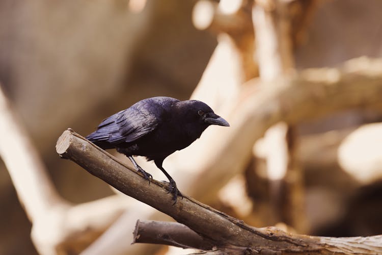 Raven Standing In A Tree Branch