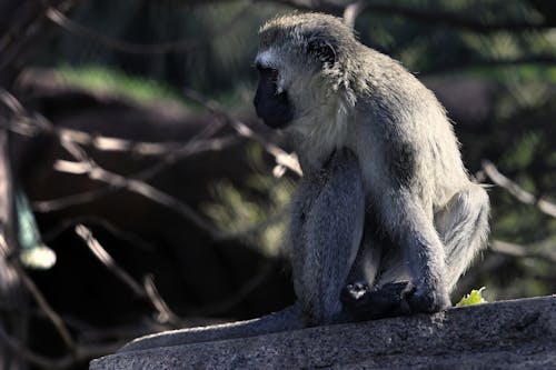 Immagine gratuita di animale, fauna selvatica, grivet