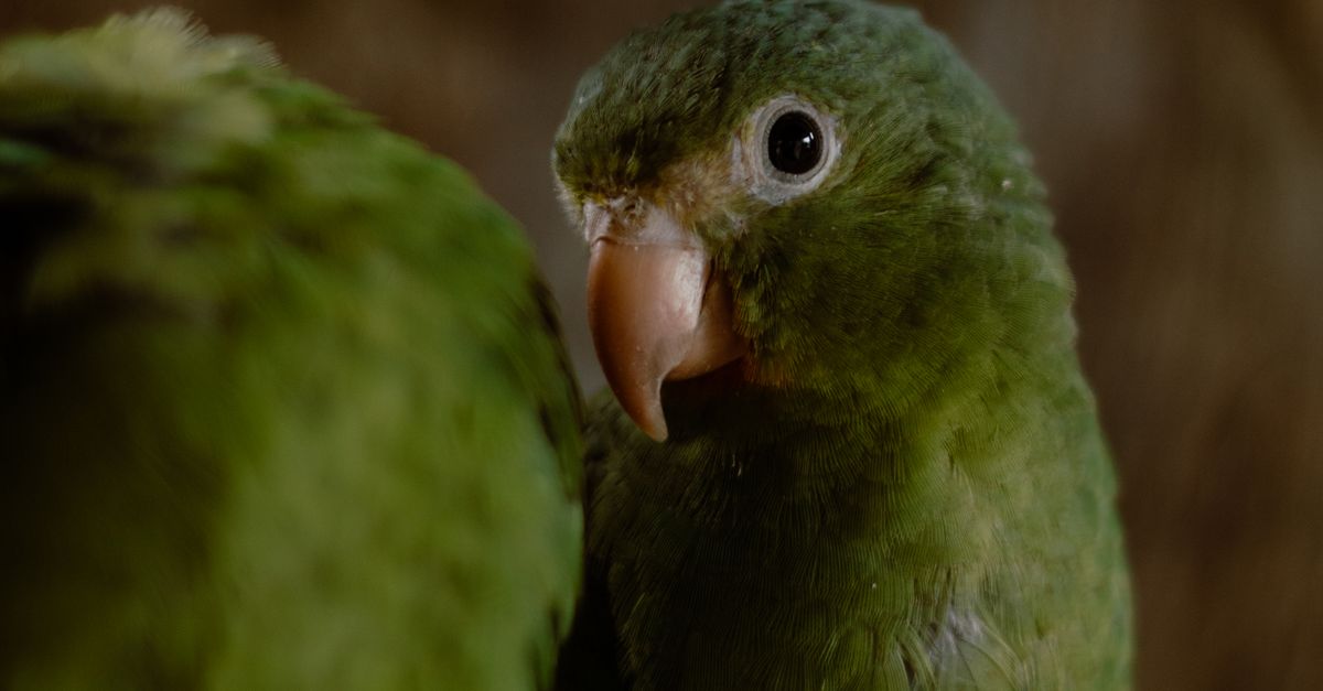 Close up of Parrots · Free Stock Photo