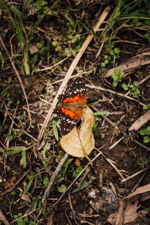 Foto stok gratis daun, kehidupan liar, kupu-kupu