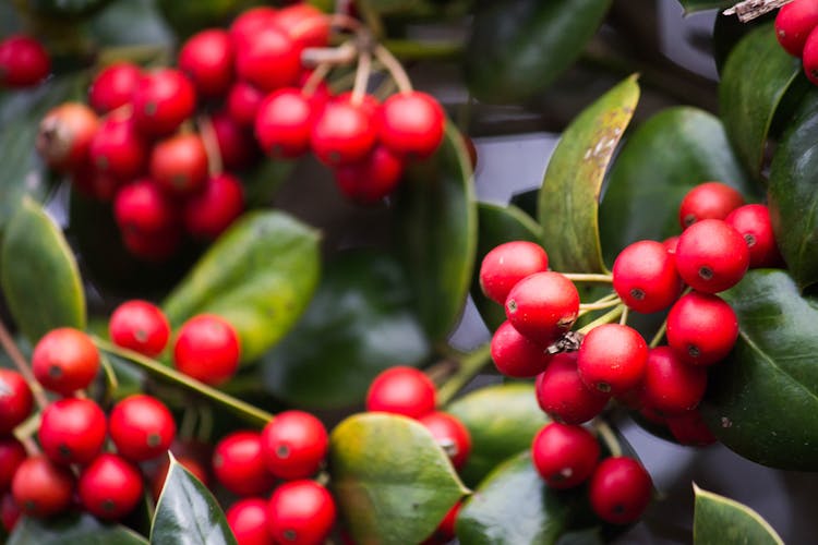 Close Up Photography Of Red Round Fruit