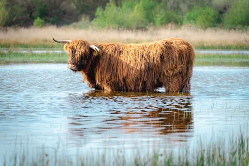 Gratis stockfoto met agricultural, agriculture, Animal