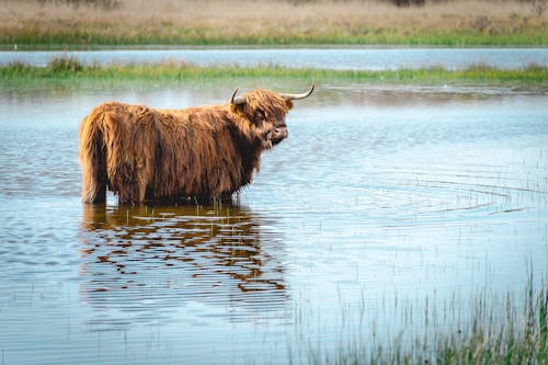 Highlander cow going for a swim in the lake. Wassenaar, The Netherlands.