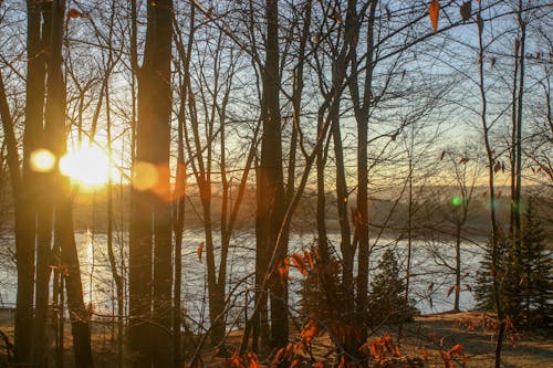 Photo of Tree Trunks During Sunset